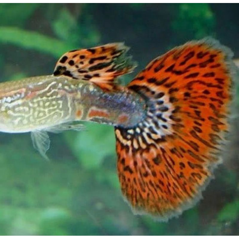 Jual ikan guppy cobra gapi gapy kobra hiasan aquarium tankmate ...