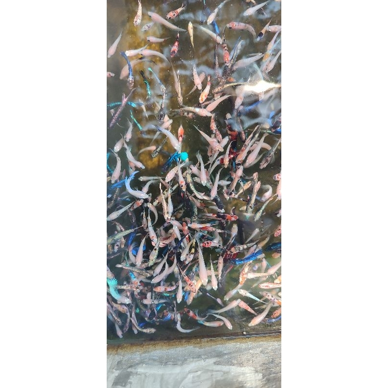 Jual CUPANG 10RIBU ISI 10 EKOR CELLO | FANCY | BESGEL | MULTI | HM | CT ...