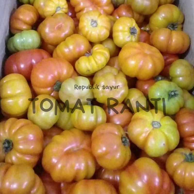 Jual Tomat Ranti Khas Banyuwangi - Segar, Tahan Simpan, untuk Sambal ...