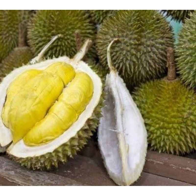 Jual BUAH DURIAN MUSANG KING BULAT UTUH FRESH DURIAN ASLI MALAYSIA ...