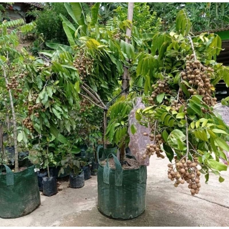 Jual bibit tanaman buah klengkeng diamond river,matalada,puangray ...