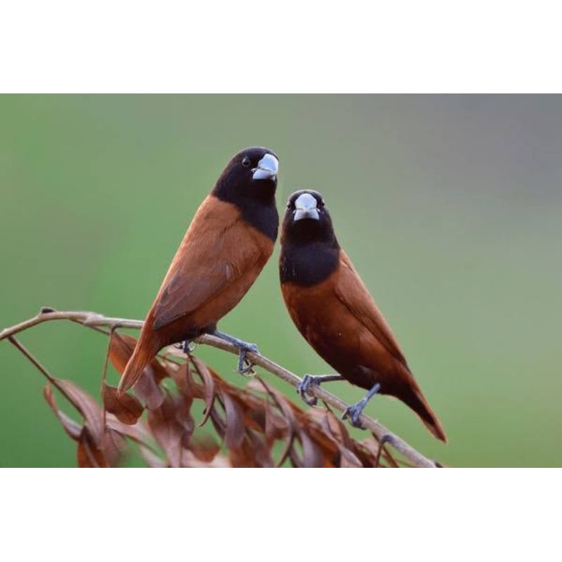 Jual BURUNG EMPRIT BONDOL COKLAT | Shopee Indonesia