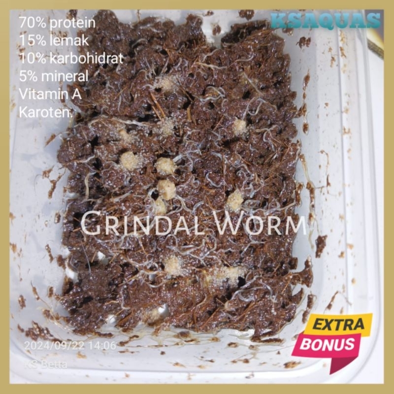 Jual Starter Grindal worm cacing grindal budidaya pakan burayak ikan ...