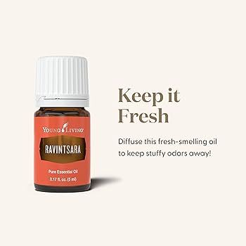 Jual Young Living Ravintsara Essential Oil 5ml | Shopee Indonesia