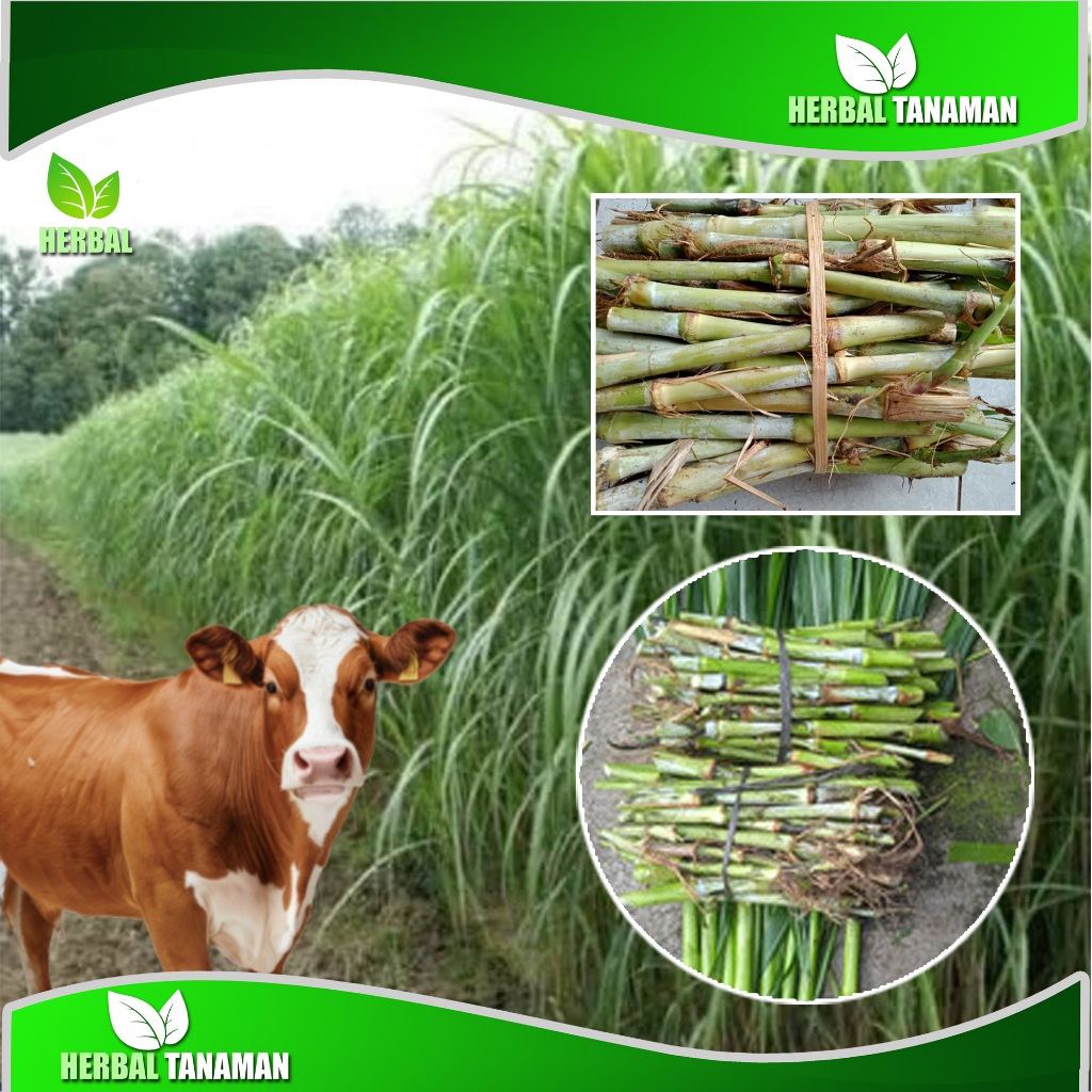 Jual Bibit rumput Ingres/Pakchong hijau super pakan ternak sapi ...