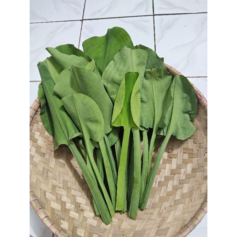 Jual daun genjer segar 250 grm | Shopee Indonesia