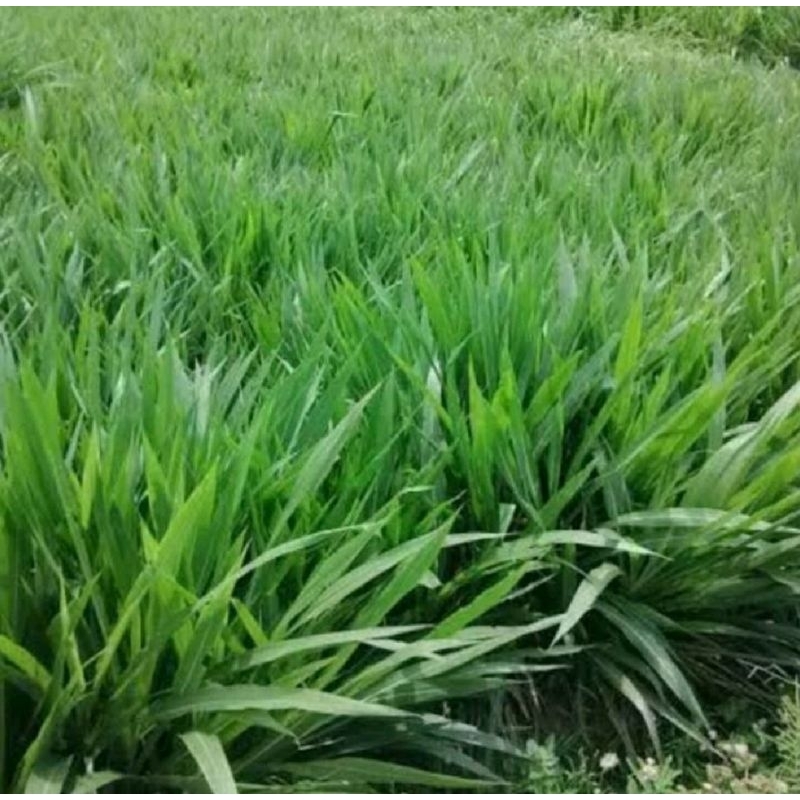 Jual Bibit Rumput Pakchong pakan Sapi,Kambing | Shopee Indonesia