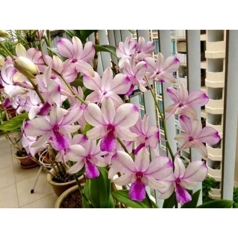 Jual Popay Kondisi Dewasaan Siap Bunga | Shopee Indonesia
