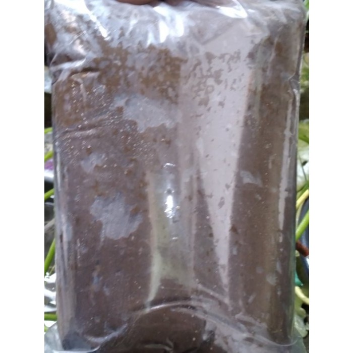 Jual (1Kg) Lumpur Sawah I Tanah Rawa Media Tanam Teratai Lotus Water ...