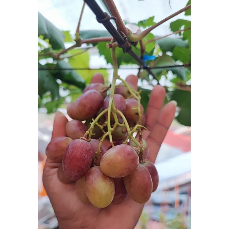 Jual TANAMAN ANGGUR JENIS BAMBINO anggur impor jenis terbaru buah besar ...