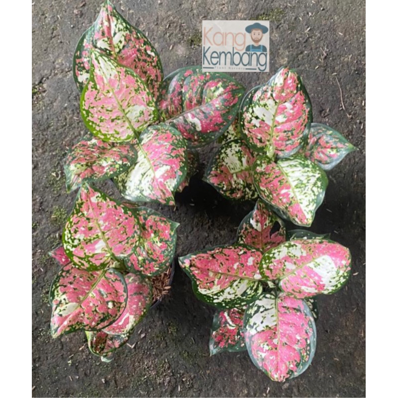 Jual Aglonema Dut Tri color ( Tanaman Aglonema) | Shopee Indonesia