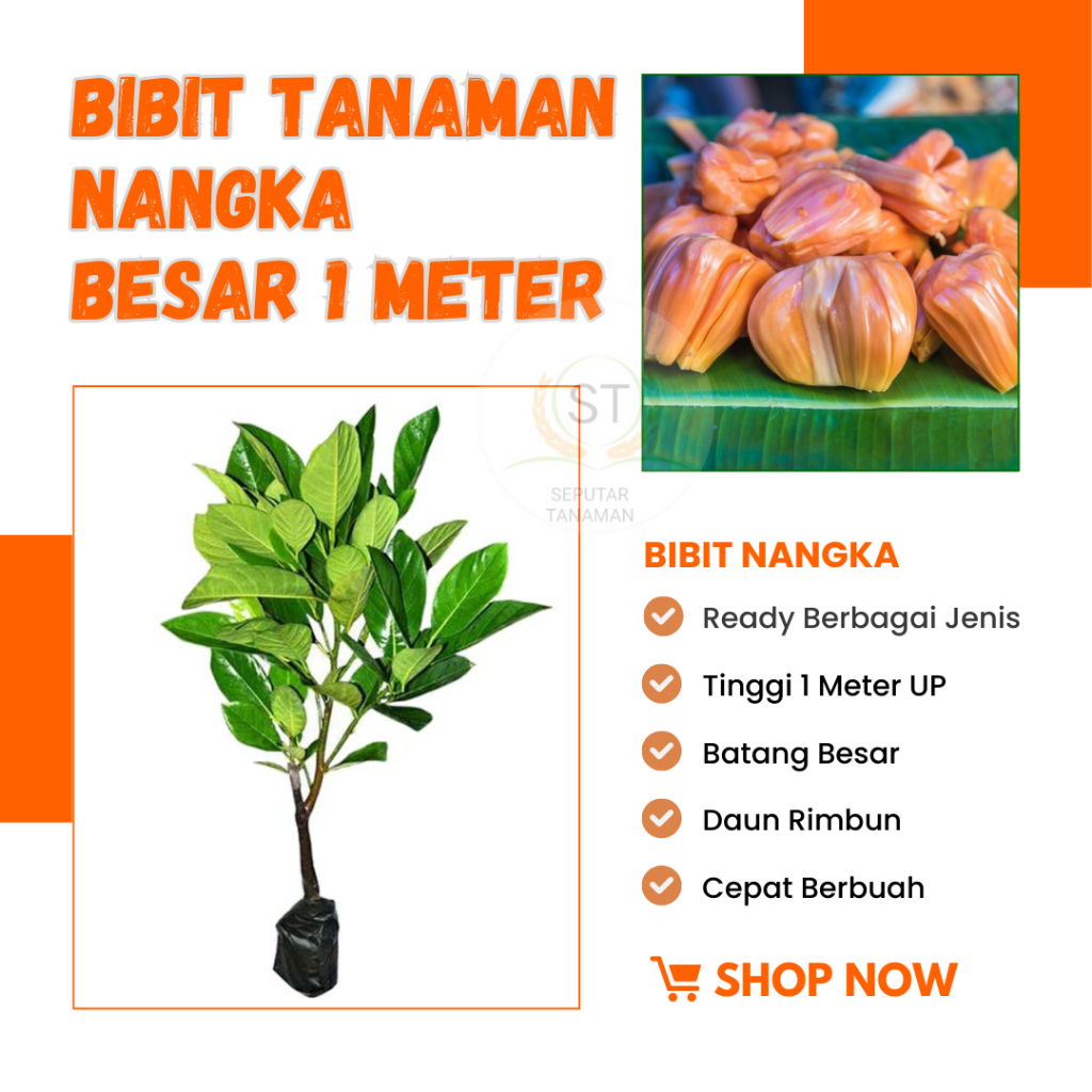 Jual Bibit Tanaman Nangka Batang Besar Rimbun Tinggi 1 Meter Up All ...
