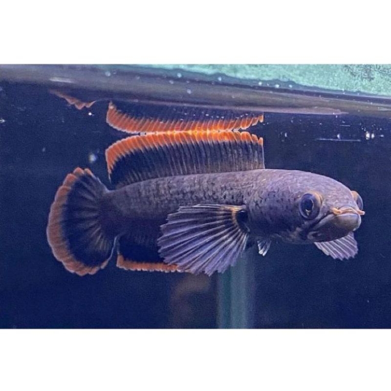 Jual chana limbata ukur 8cm rime tebal | Shopee Indonesia