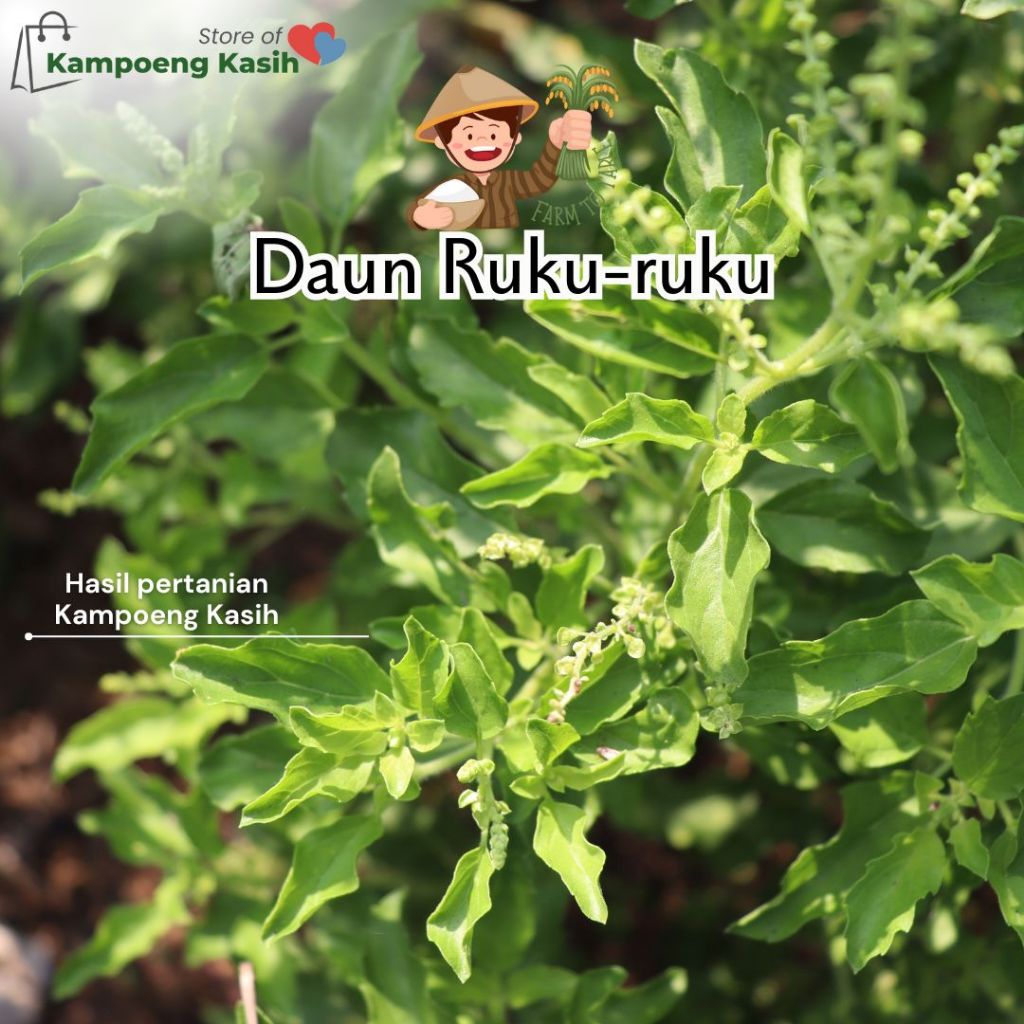 Jual Ruku-ruku / Holy Basil / Daun Tulsi / 100 Gram / Bumbu Rempah ...