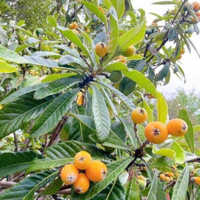 Jual bibit lecy kuning (hasil cangkok) kondisi berbunga | Shopee Indonesia