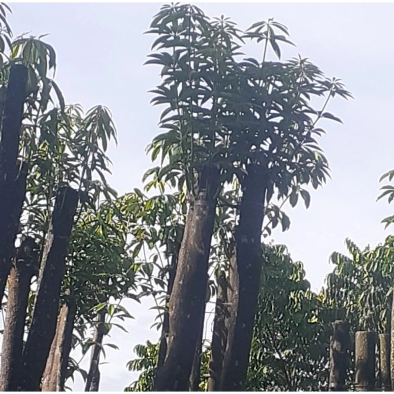 Jual POHON PELINDUNG TANAMAN HIAS POHON PULE GROUPING TINGGI 4 METER ...