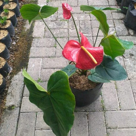baby monstera deliciosa growth Monstera Deliciosa, Juvenile- Med – Third Orbit Flora main image 0