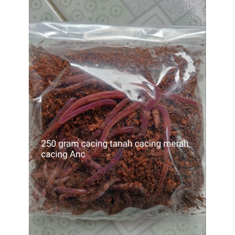 Jual 250 g cacing tanah cacing merah cacing Anc ( Beli 3 gratis 1 ...