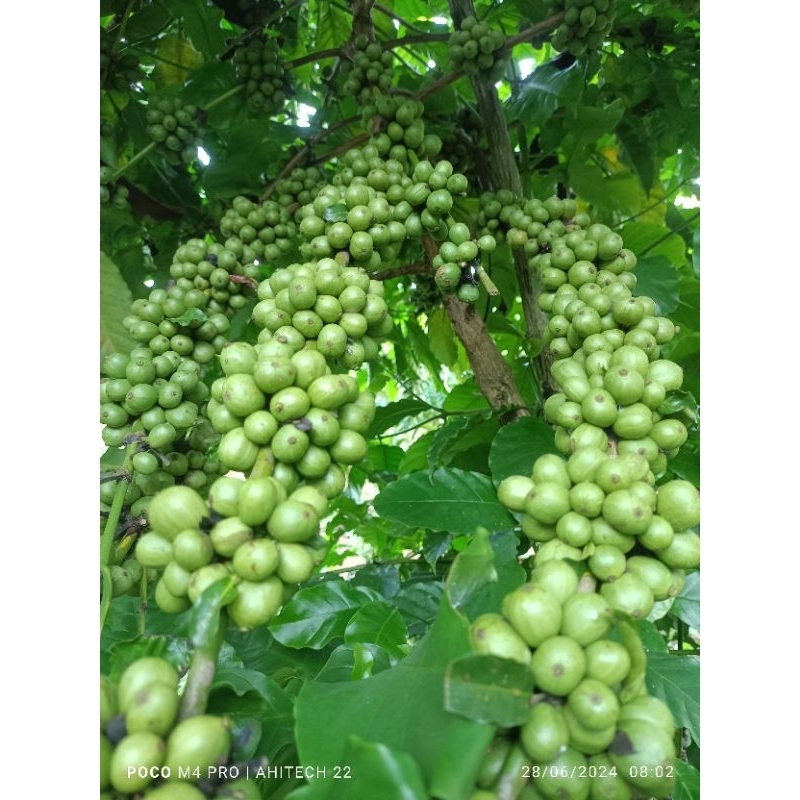 Jual Entres kopi bagio valid 25 ranting tunas raja | Shopee Indonesia