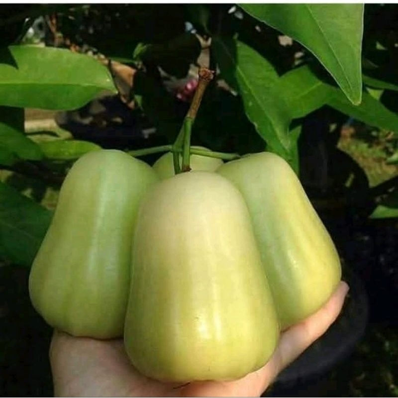 Jual bibit JAMBU AIR MADU DELI batang besar cepat berbuah | Shopee ...