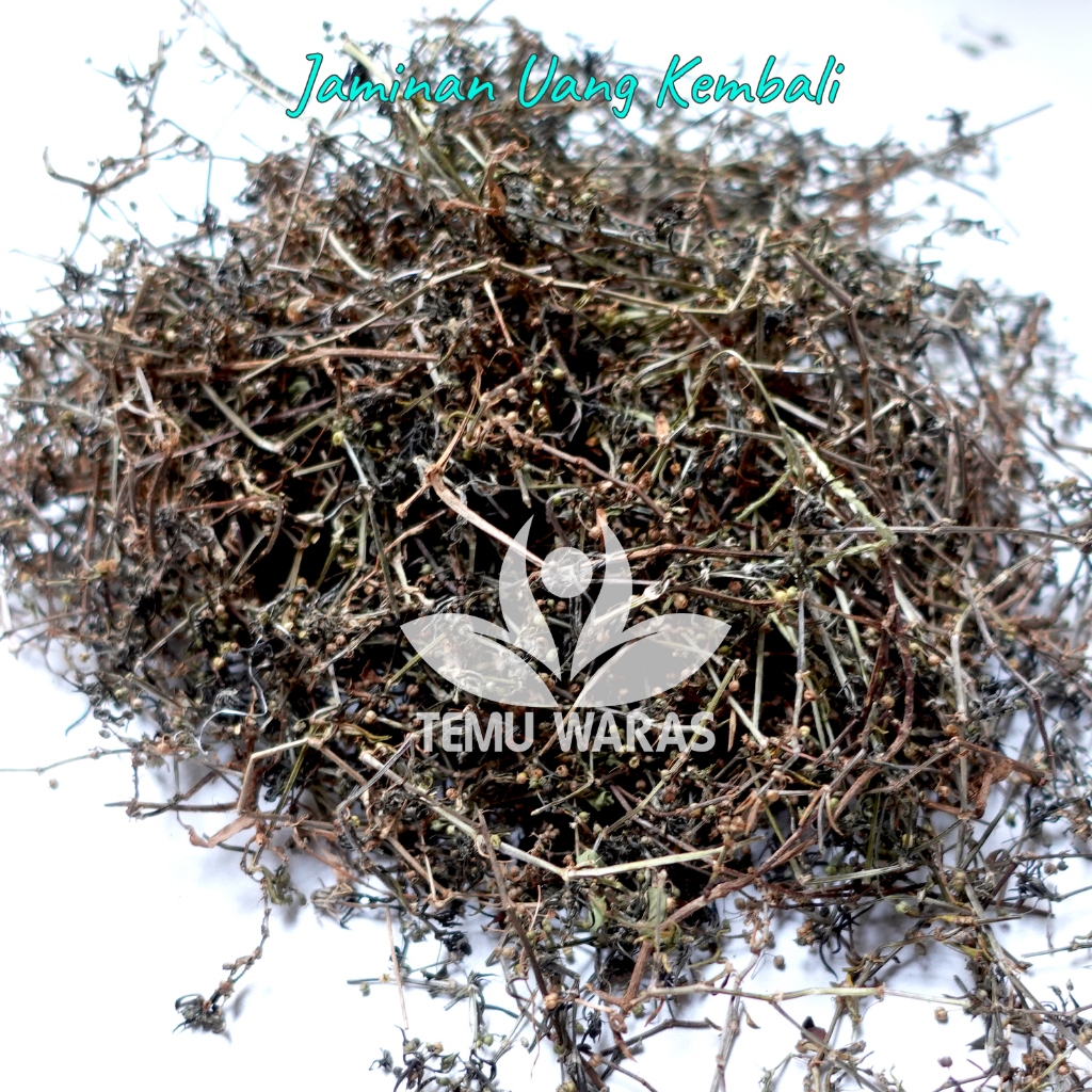 Jual Rumput Mutiara Kering 500gr Asli Bersih dan Organik | Shopee Indonesia