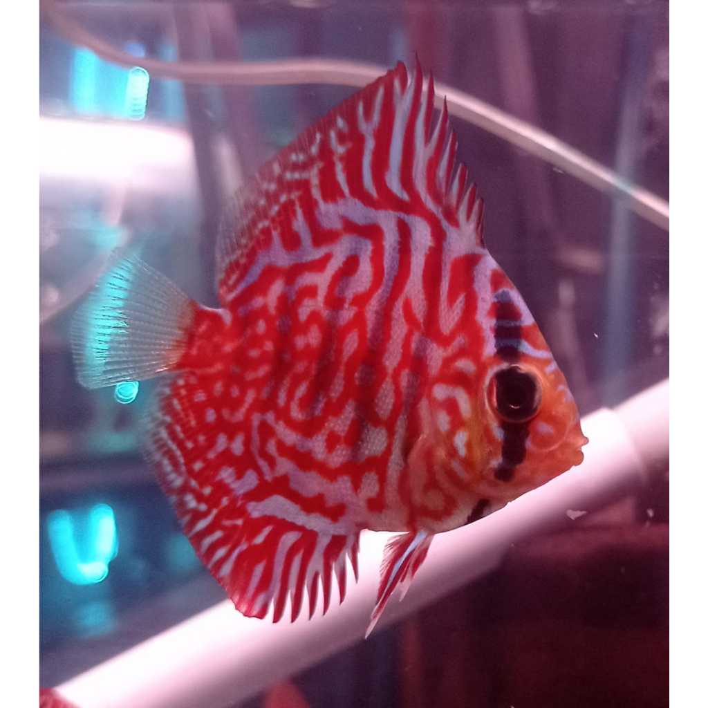 Jual Ikan Discus Red Torquoise 2 inch s/d 5 inch | Shopee Indonesia