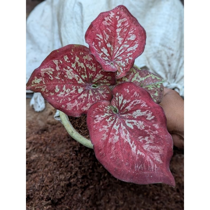 Jual tanaman caladium | Shopee Indonesia