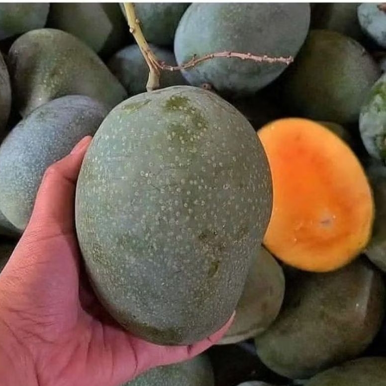 Bibit Mangga Manalagi Okulasian