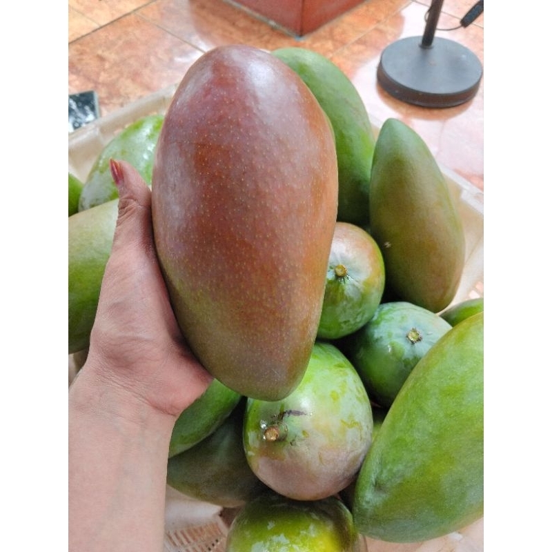 Jual Mangga kiojay 1 biji ukuran jumbo. | Shopee Indonesia