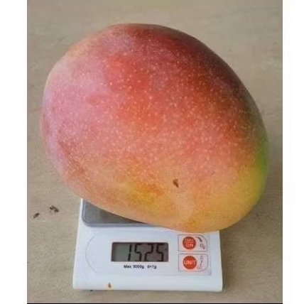 Jual Mangga Agramania atau R2e2 1kg 1 buah ( ukuran super jumbo ...