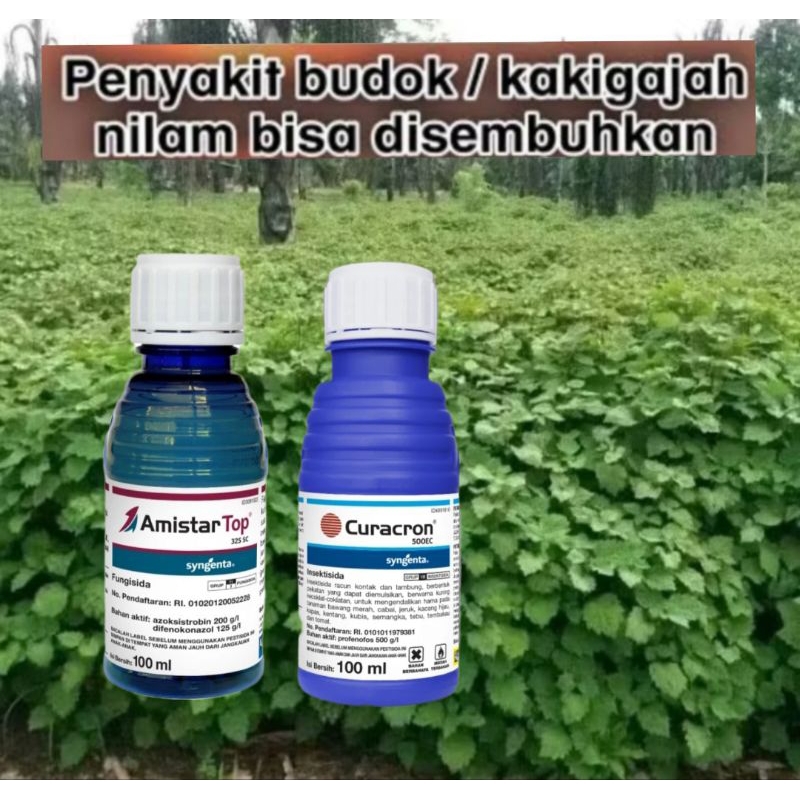Jual CARA MENGATASI HAMA DAN PENYAKIT BUDOK / KAKI GAJA PADA TANAMAN ...