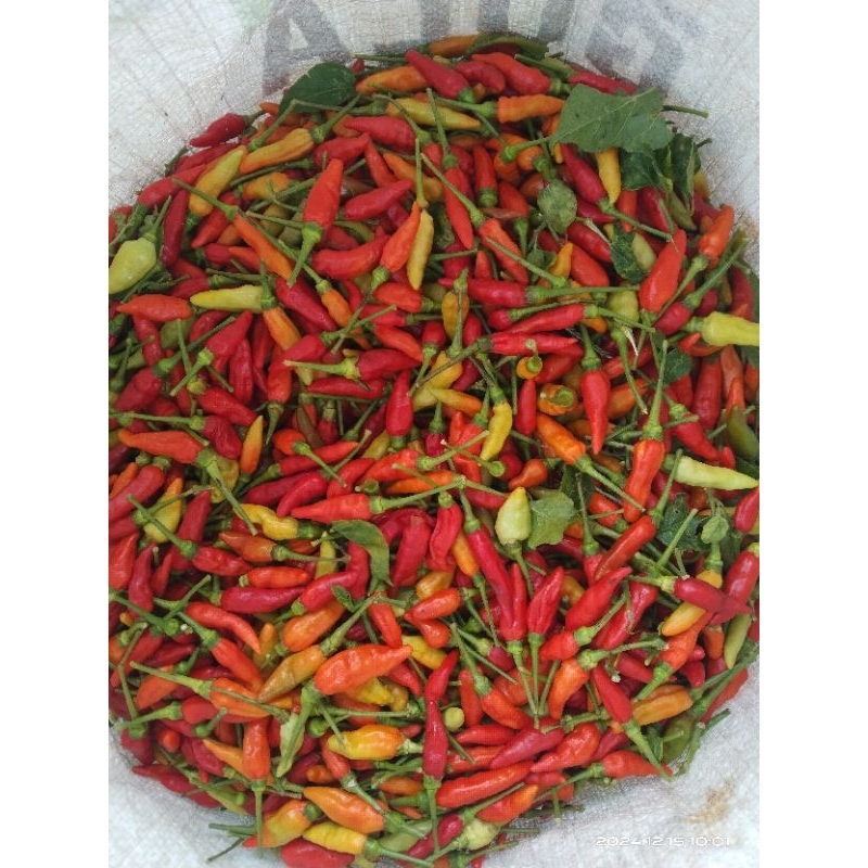 Jual cabe rawit cabe segar 1kg | Shopee Indonesia