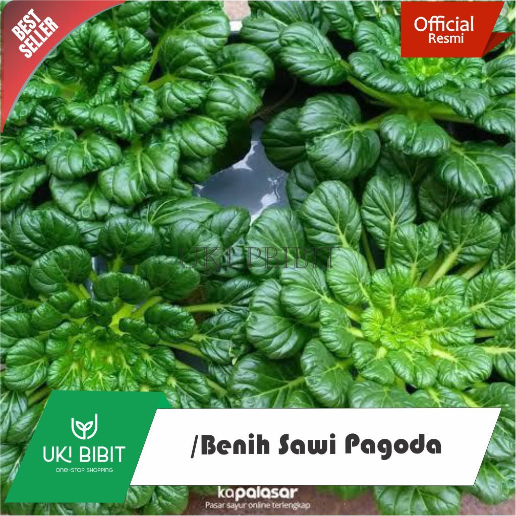 Jual ( 5 Butir ) Benih Biji Sawi Pagoda | Brassica Rapa Var. Narinosa ...