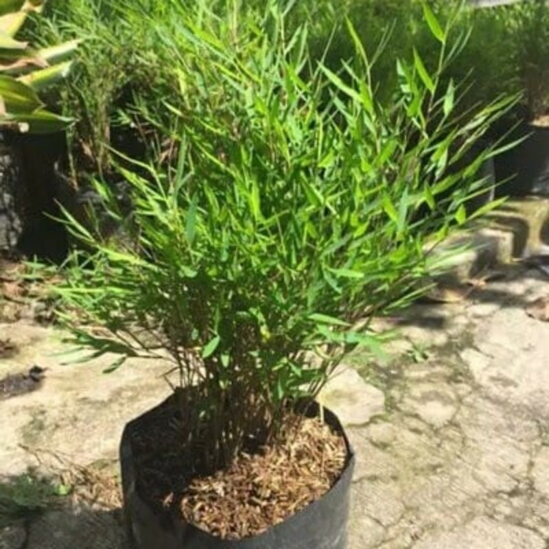Jual Tanaman Bambu Micro Jepang / Bambu Mini Jepang / Bambu Mikro (ASLI ...