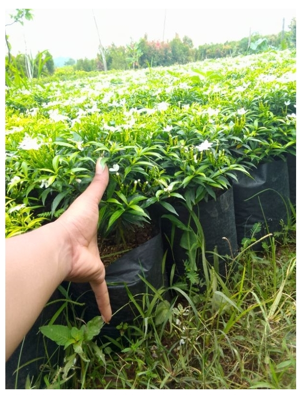 Jual Melati Rombusa Putih 20-25CM | Shopee Indonesia