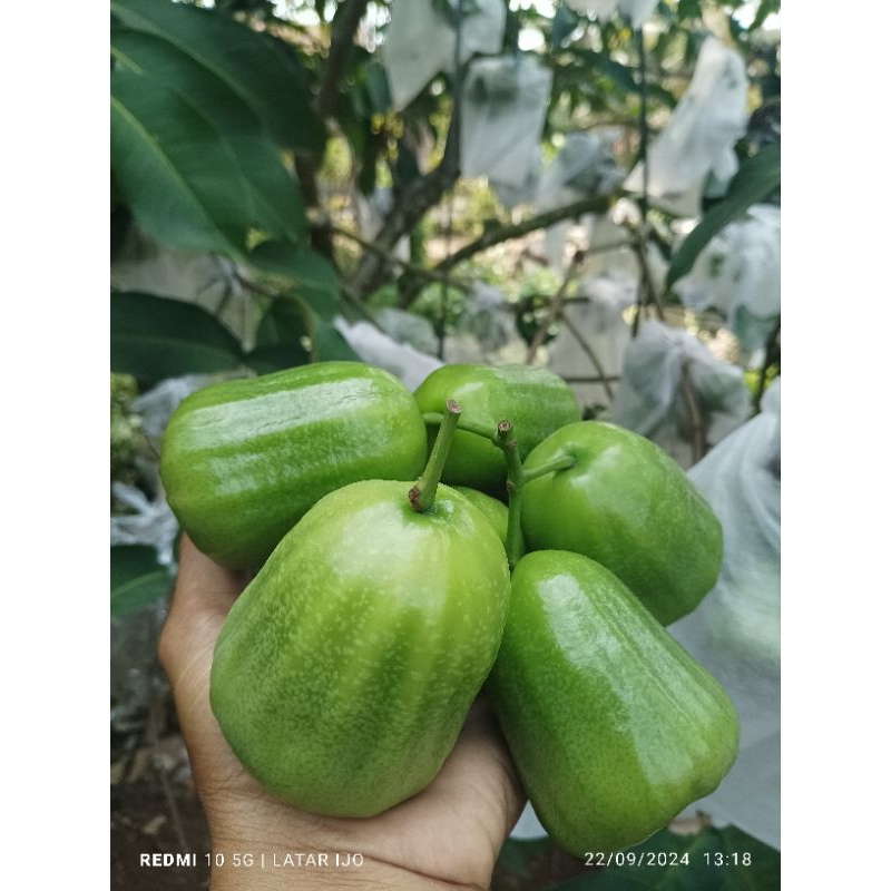 Jual tabulampot jambu khiojok rimbun planterbag easy grow | Shopee ...