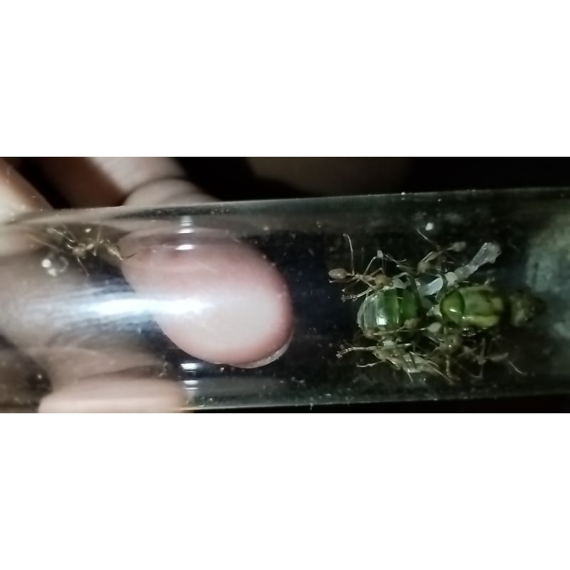 Jual ratu semut ant queen oecophylla sp weaver penenun rang rang ...