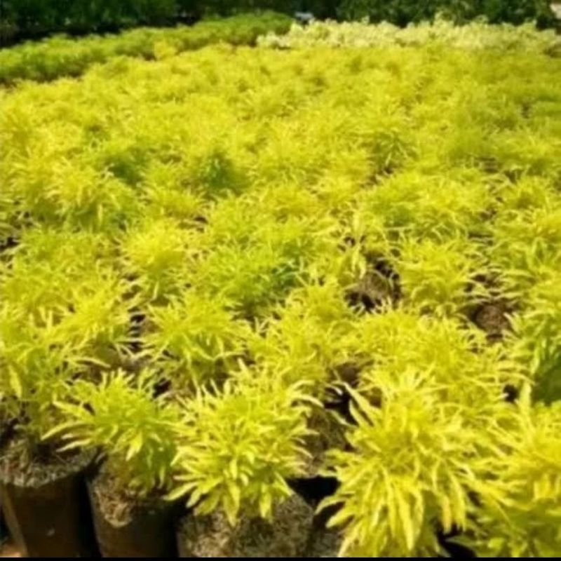 Jual Tanaman Brokoli Kuning Rimbun | Shopee Indonesia