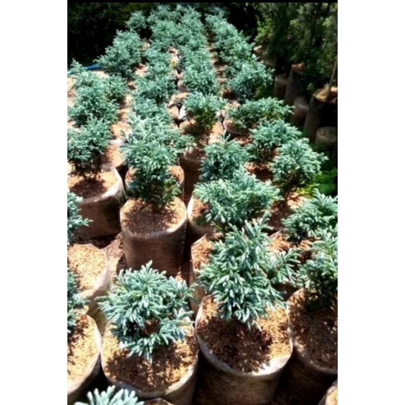 Jual Tanaman Cemara Perak Ukuran Kecil Rimbun / Tanaman Cemara Silver ...