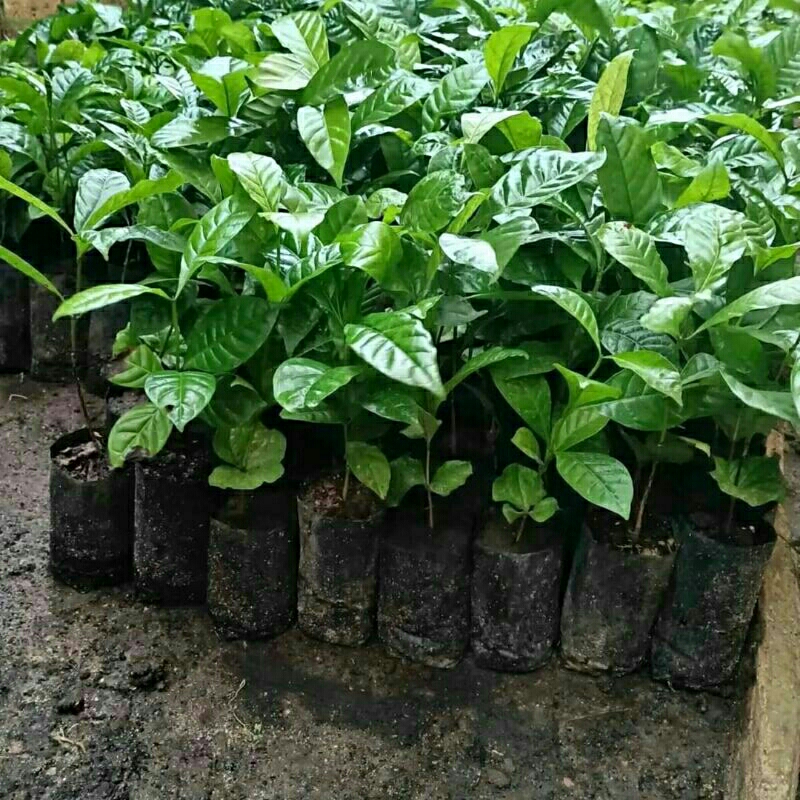 Bibit Kopi Robusta Unggul Siap Tanam 150 pcs foto 1
