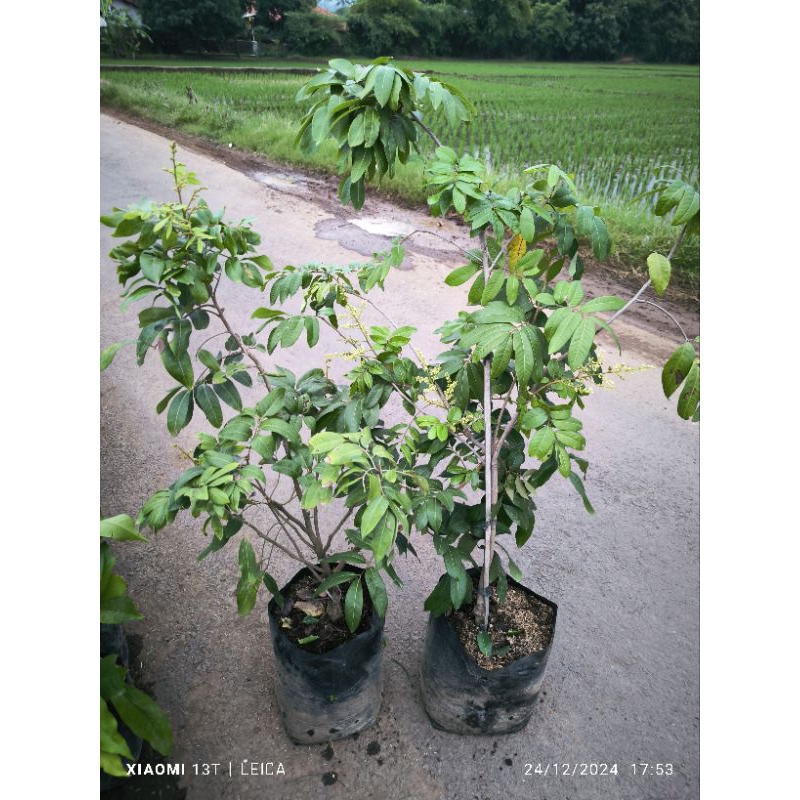 Jual bibit kelengkeng kristalin berbunga super rimbun | Shopee Indonesia
