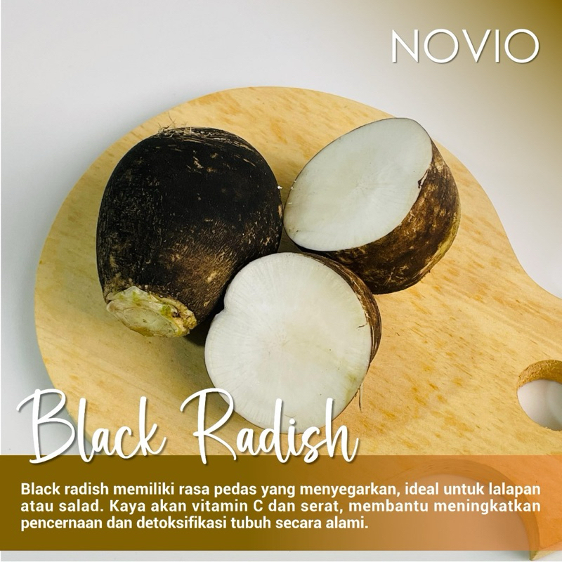 Jual Black Radish Fresh / Lobak Hitam / Lobak | Shopee Indonesia