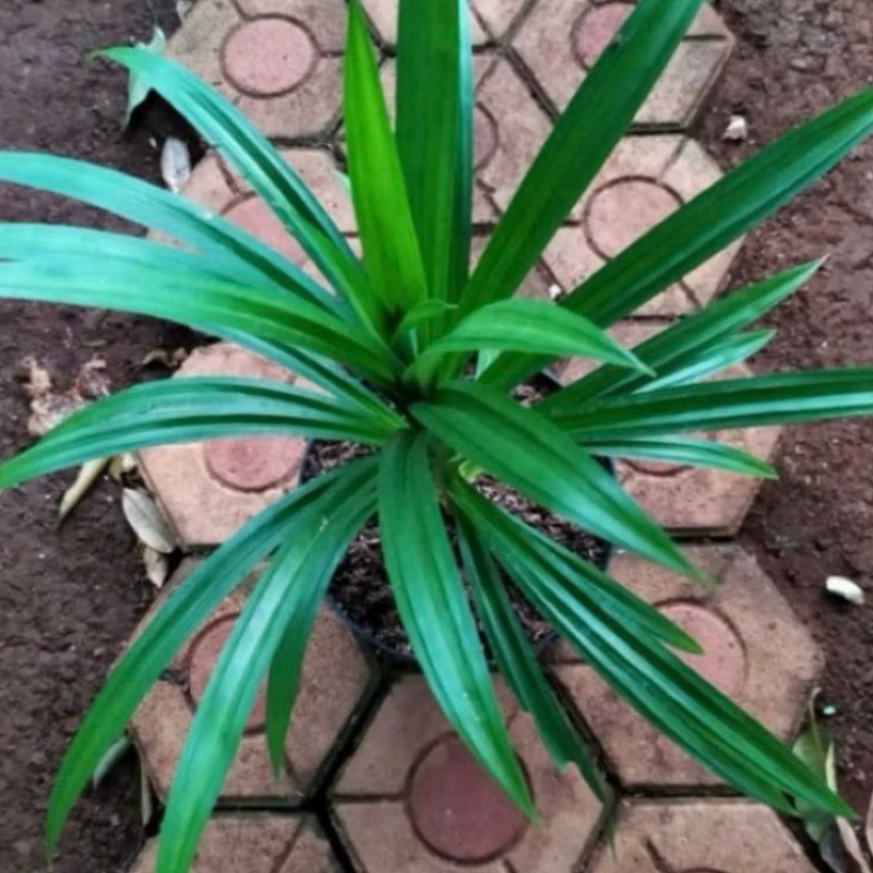 Jual tanaman pandan wangi tanaman yang bisa di konsumsi stok rimbun ...