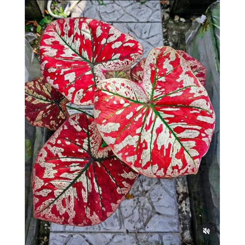 Jual Tanaman Hias Aman Segar Merah Hitam Putih - Caladium Hybrid ...