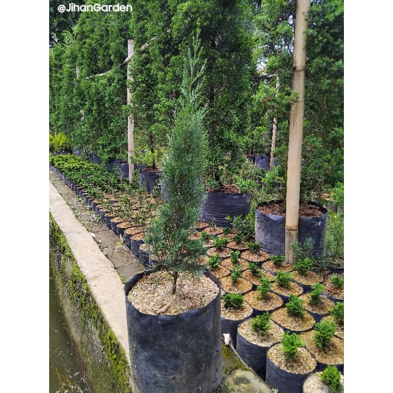 Jual Tanaman hias Pohon Cemara Lilin T30cm,(Cupressus sempervirens ...