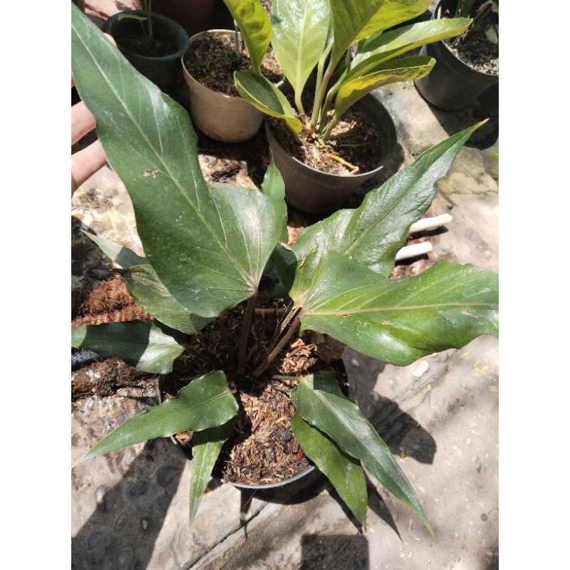 Jual anthurium black garuda ( rimbun roset) | Shopee Indonesia