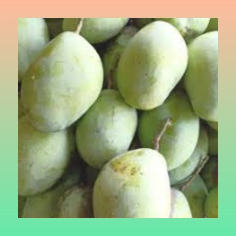Jual Mangga cengkir segar 1 kg | Buah mangga cengkir 1 kg | Buah mangga ...