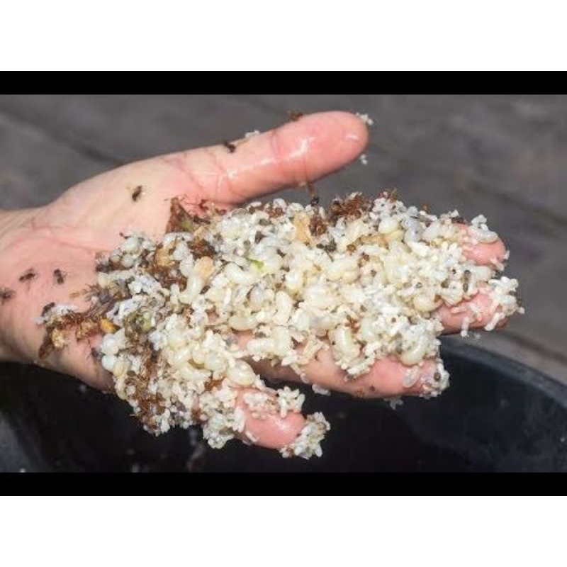 Jual TELUR KROTO/RANGRANG | Shopee Indonesia