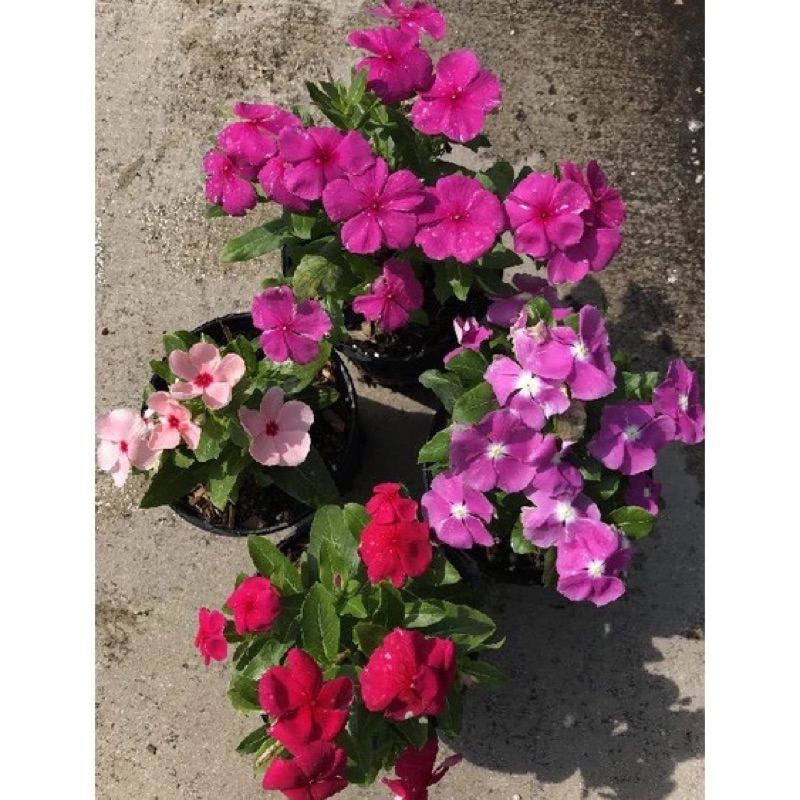 Jual PROMO!!! Paket 4 Bunga Vinca Rimbun Tanaman Hias Vinca Import ...