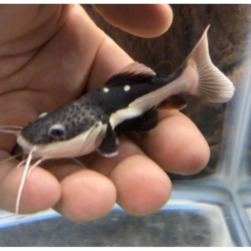 Jual dekorasi akuarium RTC, LEOPARD, TNS ikan unik cantik | Shopee ...